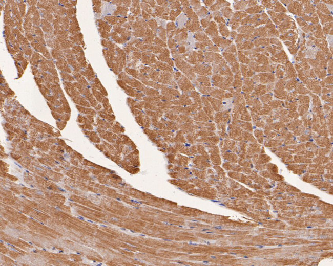 MYL4 Antibody in Immunohistochemistry (Paraffin) (IHC (P))