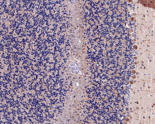 NARS Antibody in Immunohistochemistry (Paraffin) (IHC (P))