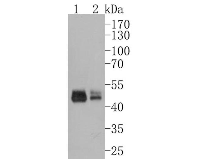 GSDMA Antibody in Western Blot (WB)
