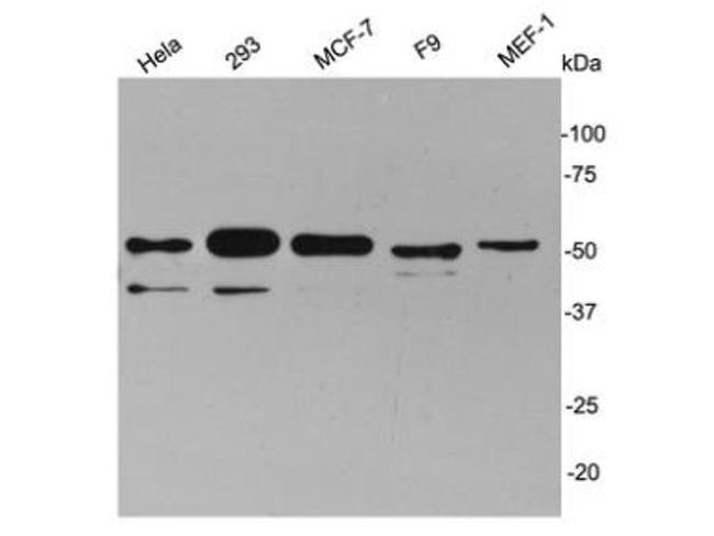 Cyclin A2 Antibody in Western Blot (WB)