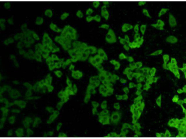ERG Antibody in Immunocytochemistry (ICC/IF)