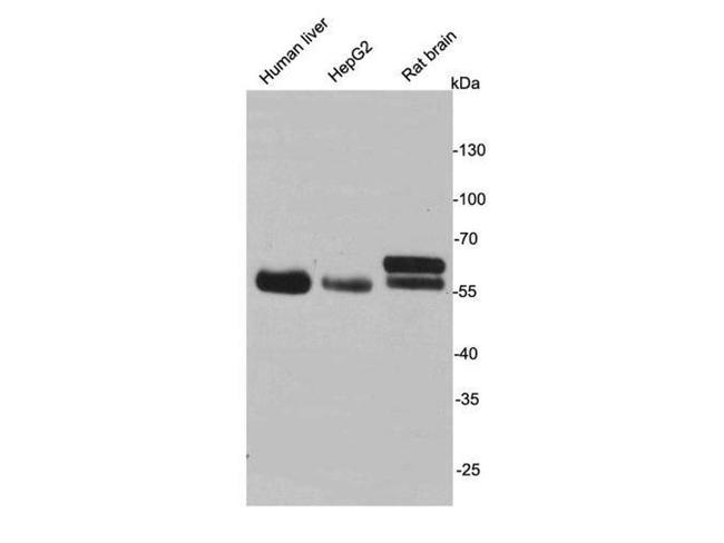 MAOA Antibody in Western Blot (WB)
