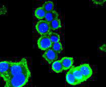 GDF11 Antibody in Immunocytochemistry (ICC/IF)