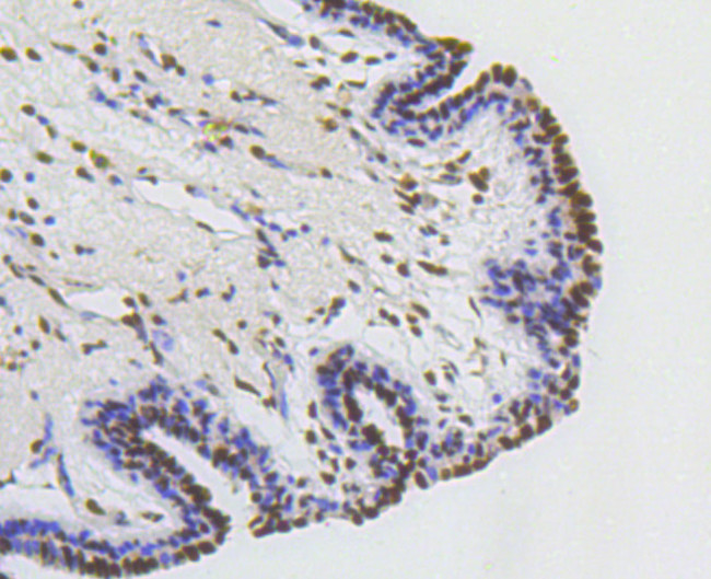 Ku80 Antibody in Immunohistochemistry (Paraffin) (IHC (P))