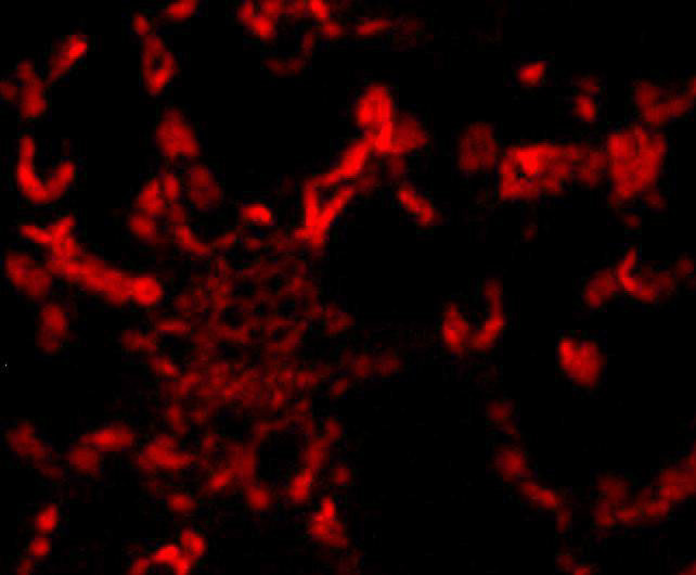 Rubisco activase Antibody in Immunohistochemistry (Paraffin) (IHC (P))