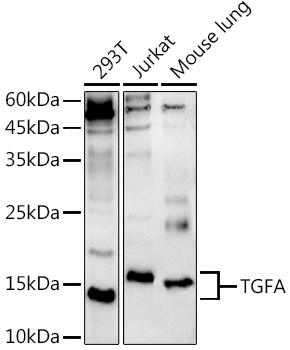 TGF alpha Antibody in Western Blot (WB)