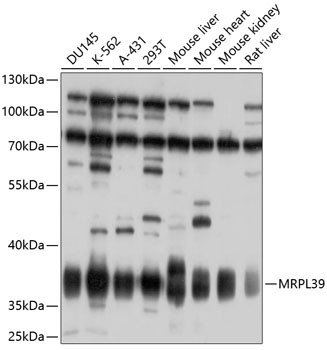 MRPL39 Antibody in Western Blot (WB)