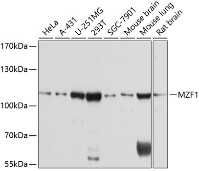 MZF1 Antibody in Western Blot (WB)