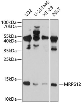 MRPS12 Antibody in Western Blot (WB)