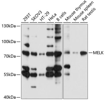 MELK Antibody in Western Blot (WB)