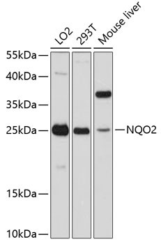 NQO2 Antibody in Western Blot (WB)