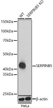 Maspin Antibody in Western Blot (WB)