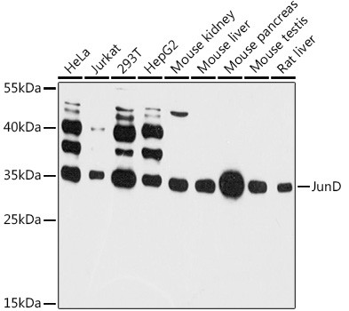 JunD Antibody in Western Blot (WB)