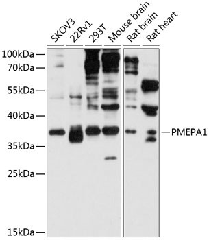 PMEPA1 Antibody in Western Blot (WB)