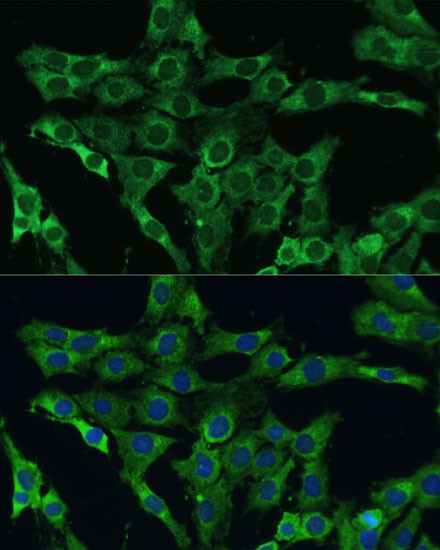 PLSCR3 Antibody in Immunocytochemistry (ICC/IF)