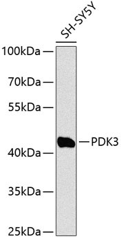 PDK3 Antibody in Western Blot (WB)