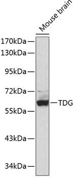 TDG Antibody in Western Blot (WB)