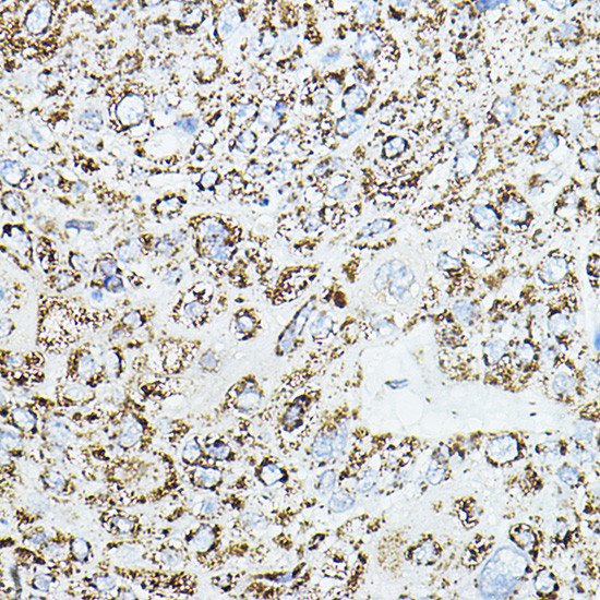 VEGFB Antibody in Immunohistochemistry (Paraffin) (IHC (P))