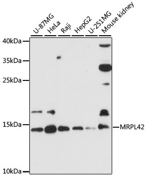 MRPL42 Antibody in Western Blot (WB)