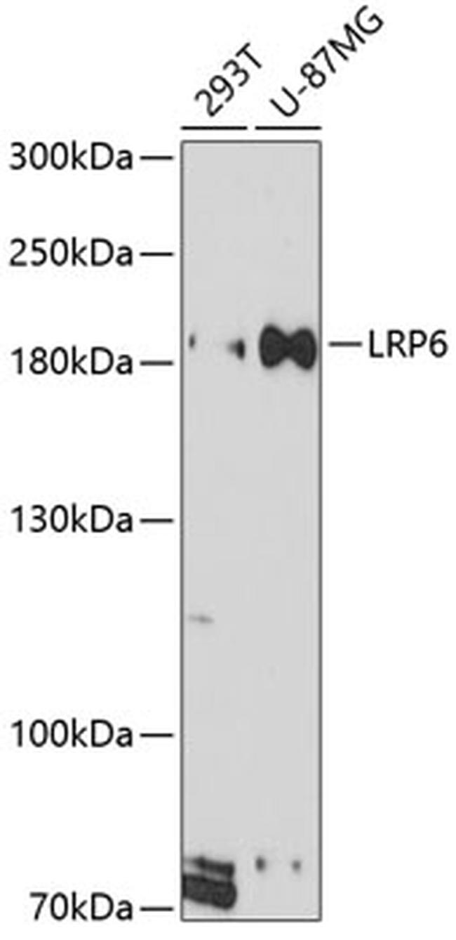 LRP6 Antibody in Western Blot (WB)