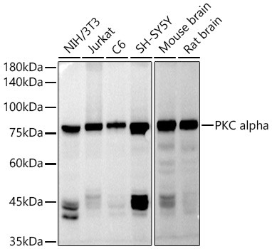 PKC alpha Antibody in Western Blot (WB)