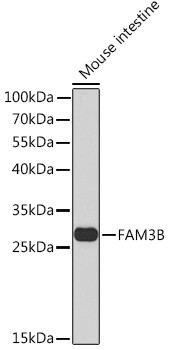 FAM3B Antibody in Western Blot (WB)