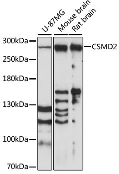 CSMD2 Antibody in Western Blot (WB)
