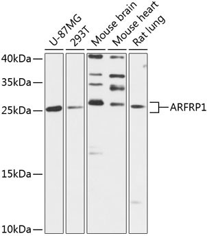 ARFRP1 Antibody in Western Blot (WB)