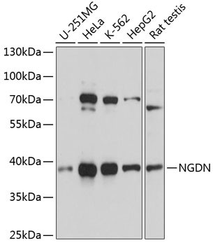 NGDN Antibody in Western Blot (WB)