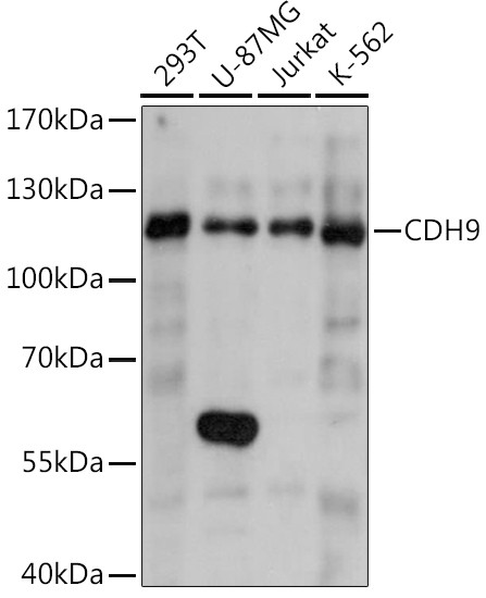 CDH9 Antibody in Western Blot (WB)