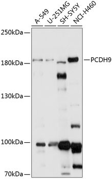 PCDH9 Antibody in Western Blot (WB)