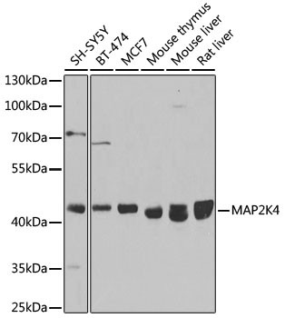 MAP2K4 Antibody in Western Blot (WB)
