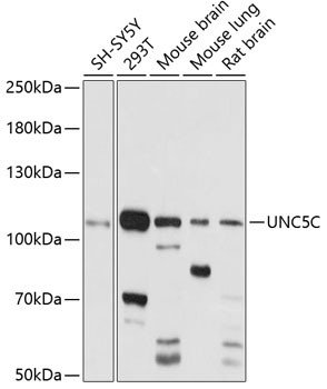 UNC5C Antibody in Western Blot (WB)