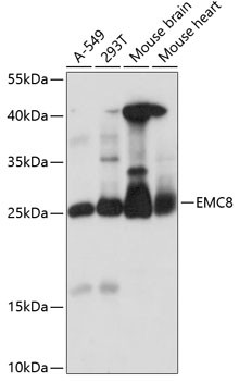 COX4NB Antibody in Western Blot (WB)