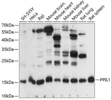 PPIL1 Antibody in Western Blot (WB)