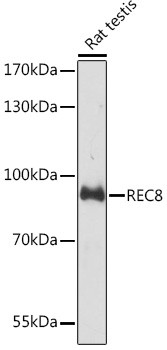 REC8 Antibody in Western Blot (WB)