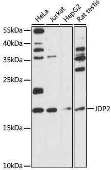 JDP2 Antibody in Western Blot (WB)