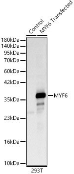 MYF6 Antibody in Western Blot (WB)