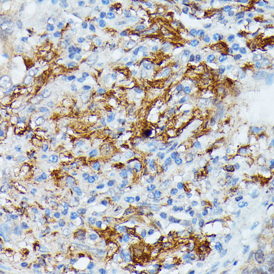 RNASE6 Antibody in Immunohistochemistry (Paraffin) (IHC (P))