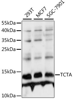 TCTA Antibody in Western Blot (WB)