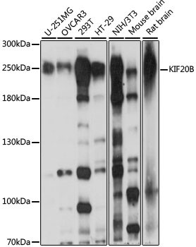 MPHOSPH1 Antibody in Western Blot (WB)