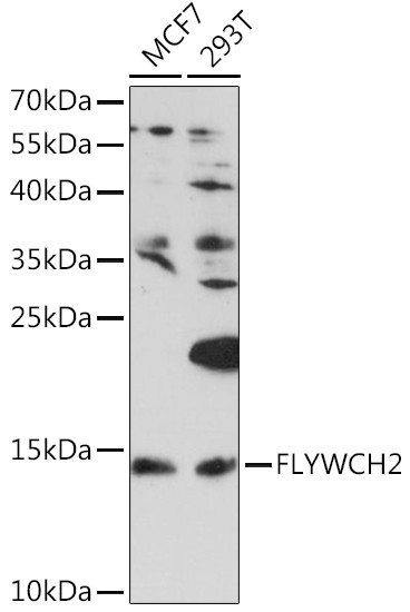 FLYWCH2 Antibody in Western Blot (WB)