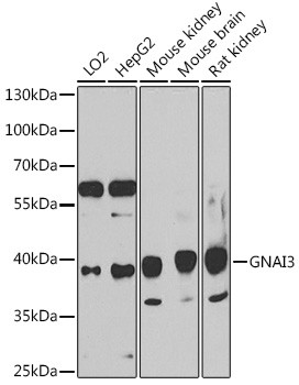 GNAI3 Antibody in Western Blot (WB)