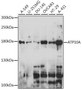 ATP10A Antibody in Western Blot (WB)