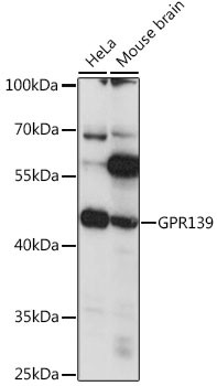 GPR139 Antibody in Western Blot (WB)