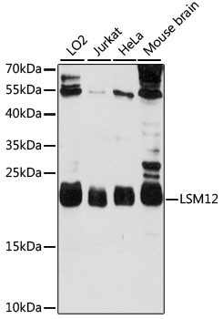 LSM12 Antibody in Western Blot (WB)