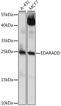 EDARADD Antibody in Western Blot (WB)