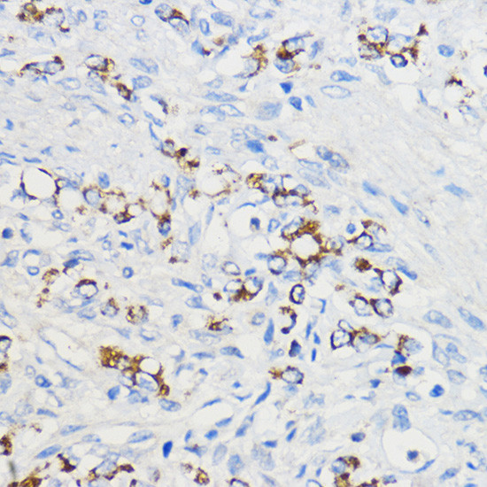 BOLA3 Antibody in Immunohistochemistry (Paraffin) (IHC (P))