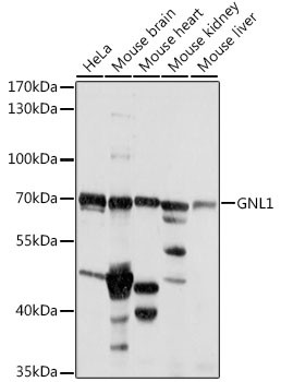GNL1 Antibody in Western Blot (WB)