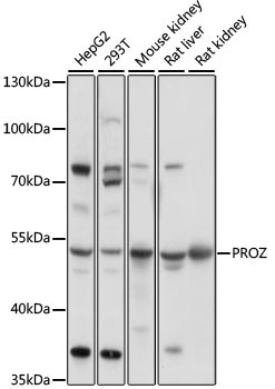 Protein Z Antibody in Western Blot (WB)